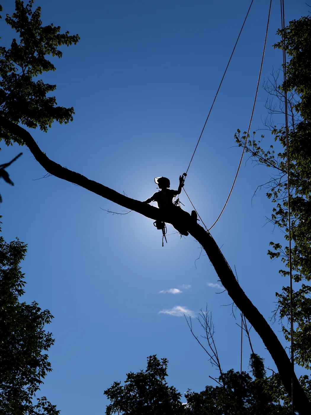 Silhouette of a Hammes Tree Service climber roped into a large limb against a clear blue sky